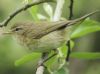 Willow Warbler