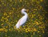 Cattle Egret