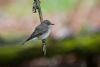 Spotted Flycatcher