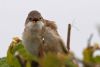 Whitethroat