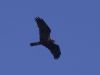 Photo of Marsh Harrier at Ashlett Creek, Hampshire. Taken by Robin Pearce on 19th May 2017.