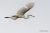 Great White Egret