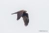 Marsh Harrier