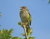 Corn Bunting