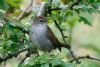 Cetti's Warbler