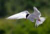 Common Tern