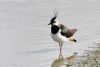 Lapwing