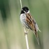 Reed Bunting