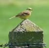 Yellowhammer