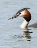 Great Crested Grebe