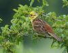 Yellowhammer