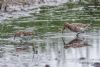 Curlew Sandpiper