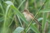 Reed Warbler