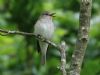 Spotted Flycatcher