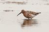 Curlew Sandpiper