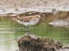 Little Stint