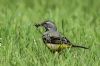 Grey Wagtail