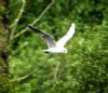 Little Gull