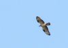 Honey-buzzard