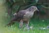 Sparrowhawk