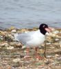 Mediterranean Gull