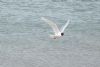 Mediterranean Gull