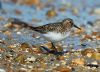 Sanderling