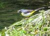 Grey Wagtail