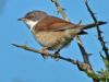 Whitethroat