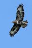 Buzzard