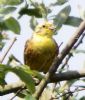 Yellowhammer