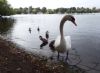 Mute Swan