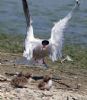 Common Tern