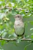 Garden Warbler