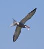 Common Tern