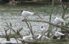 Mediterranean Gull