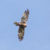 Marsh Harrier