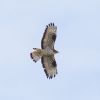 Honey-buzzard