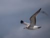 Mediterranean Gull