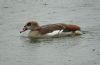 Egyptian Goose