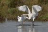 Spoonbill