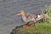 Red-breasted Merganser