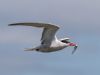 Common Tern