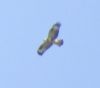 Buzzard