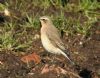 Wheatear