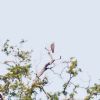 Honey-buzzard