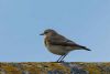 Wheatear