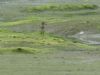 Pectoral Sandpiper