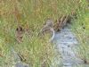 Pectoral Sandpiper