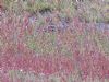 Pectoral Sandpiper